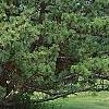 Pinus tabulaeformis, habit