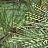 Pinus thunbergii 'Oculis-draconis', leaves