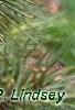 Pinus thunbergii 'Oculis-draconis', leaves