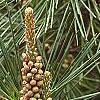 Pinus thunbergii 'Oculis-draconis', leaves