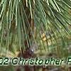 Pinus thunbergii 'Oculis-draconis', leaves