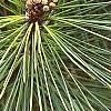 Pinus thunbergii 'Oculis-draconis', leaves
