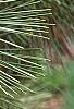 Pinus thunbergii 'Oculis-draconis', leaves
