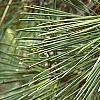 Pinus thunbergii 'Oculis-draconis', leaves
