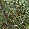 Pinus thunbergii 'Oculis-draconis', leaves