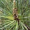 Pinus thunbergii 'Oculis-draconis', leaves