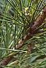 Pinus thunbergii 'Oculis-draconis', leaves
