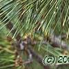 Pinus thunbergii 'Oculis-draconis', leaves