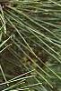 Pinus thunbergii 'Oculis-draconis', leaves