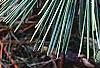 Pinus thunbergii 'Oculis-draconis', leaves