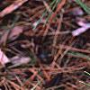 Pinus thunbergii 'Oculis-draconis', leaves