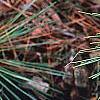 Pinus thunbergii 'Oculis-draconis', leaves