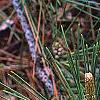 Pinus thunbergii 'Oculis-draconis', leaves
