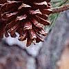 Pinus virginiana, fruit