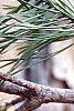 Pinus virginiana, fruit