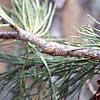Pinus virginiana, fruit