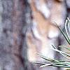 Pinus virginiana, fruit