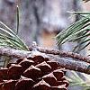 Pinus virginiana, fruit