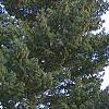 Pinus wallichiana, habit