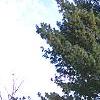 Pinus wallichiana, habit