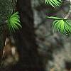 Pseudolarix amabilis, leaves