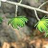 Pseudolarix amabilis, leaves