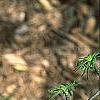 Pseudolarix amabilis, leaves