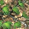 Pseudolarix amabilis, leaves
