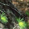 Pseudolarix amabilis, leaves