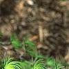 Pseudolarix amabilis, leaves