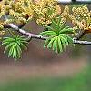 Pseudolarix amabilis, flowers