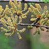 Pseudolarix amabilis, flowers