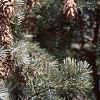Pseudotsuga menziesii, fruit