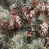 Pseudotsuga menziesii, fruit