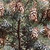 Pseudotsuga menziesii, fruit