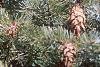 Pseudotsuga menziesii, fruit