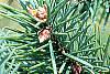 Pseudotsuga menziesii, fruit