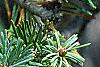 Pseudotsuga menziesii, fruit