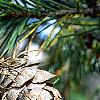 Pseudotsuga menziesii, fruit