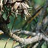 Pseudotsuga menziesii, fruit