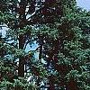 Pseudotsuga menziesii var. glauca, habit