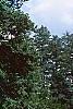 Pseudotsuga menziesii var. glauca, habit
