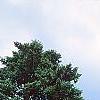 Pseudotsuga menziesii var. glauca, habit
