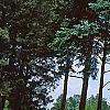 Pseudotsuga menziesii var. glauca, habit