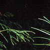 Sciadopitys verticillata, leaves