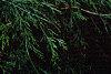 Sciadopitys verticillata, leaves