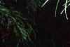Sciadopitys verticillata, leaves
