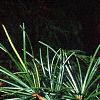 Sciadopitys verticillata, leaves