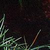 Sciadopitys verticillata, leaves