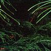 Sciadopitys verticillata, leaves